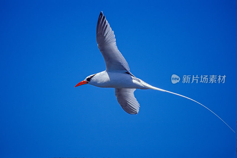 红嘴热带鸟(Phaethon aethereus)是一种热带鸟，是热带海洋中三种密切相关的海鸟之一。埃斯帕诺拉岛，加拉帕戈斯群岛国家公园。加拉帕戈斯群岛;罩岛。飞行。